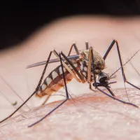 Ţânţari purtători de West Nile, depistaţi în Bucureşti. / Foto: reginamaria.ro