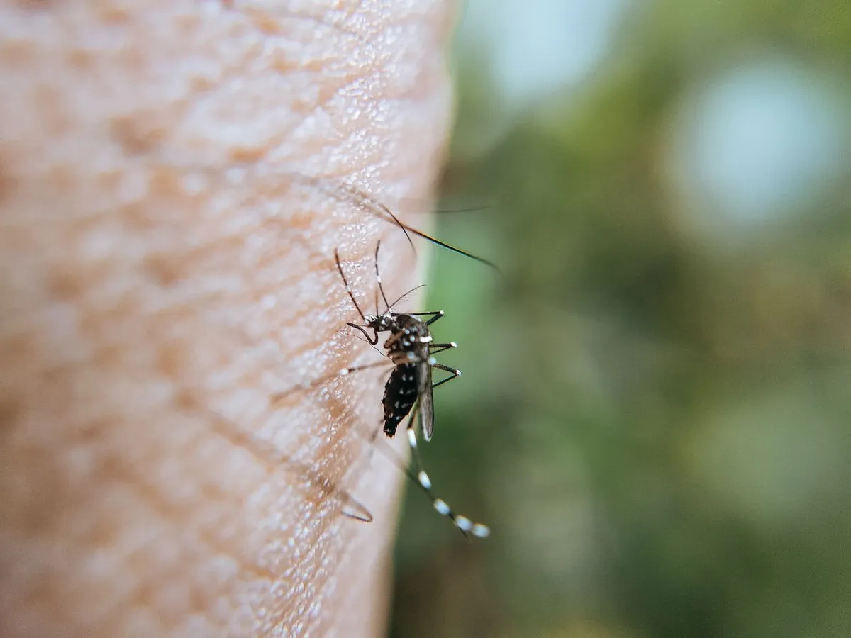 Țânțarii periculoși nu dispar toamna. 83 de cazuri de West Nile și 5 decese în România
