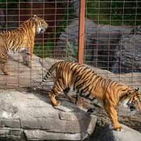 O grădină zoologică cere publicului animale de companie ca hrană pentru carnivore - Foto: Aalborg Zoo (cu rol ilustrativ)