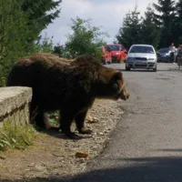 PSD cere Avocatului Poporului să atace la CCR ordonața de urgență pentru urși. / Foto: ziarulunirea.ro