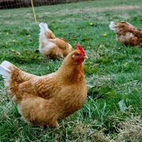 Urme de gripă aviară au fost descoperite în laptele pasteurizat - Foto: Flickr/Compassion in World Farming