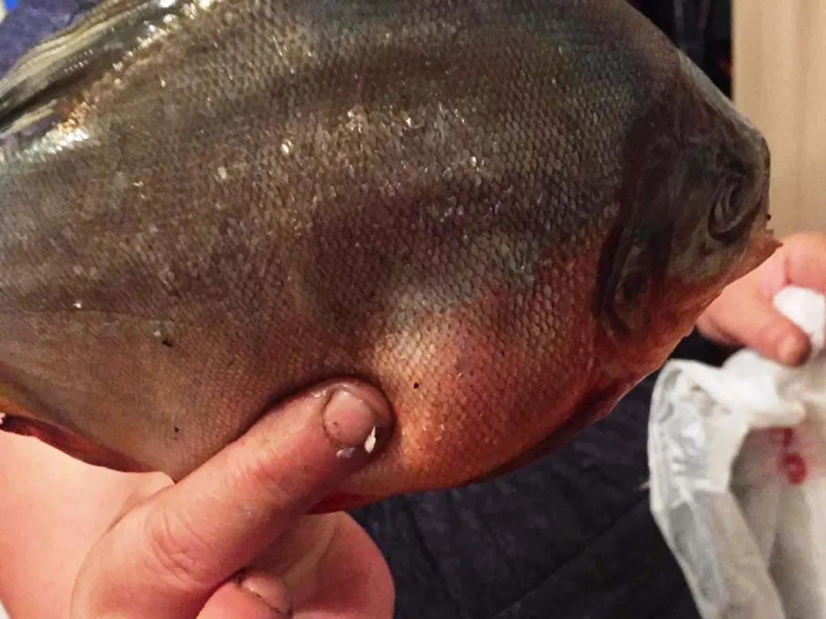 Mai mulți pești Piranha au fost prinși de localnici în weekend Foto: jurnalmm.ro