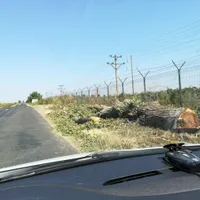 Amendă pentru Consiliul Judeţean, care a tăiat 500 de copaci de pe marginea drumului