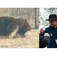 Cazul Arthur. Ministul Mediului urăște urșii. Tanczos Barna militează din 2015 pentru uciderea lor