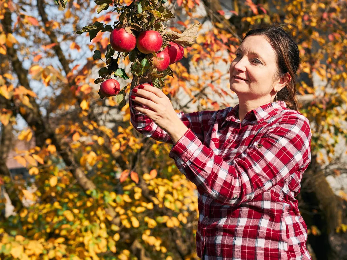 Femeie care culege mere - Foto: Freepik (rol ilustrativ)