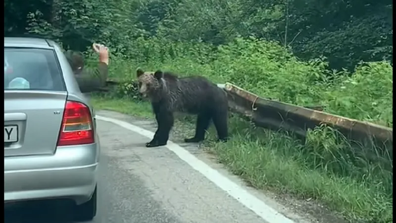 Un argeșean, filmat când aruncă cu un gunoi într-un urs pe șosea Foto: Facebook