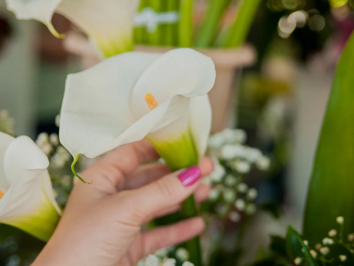 Crin - Foto: Freepik (Imagine cu rol ilustrativ)