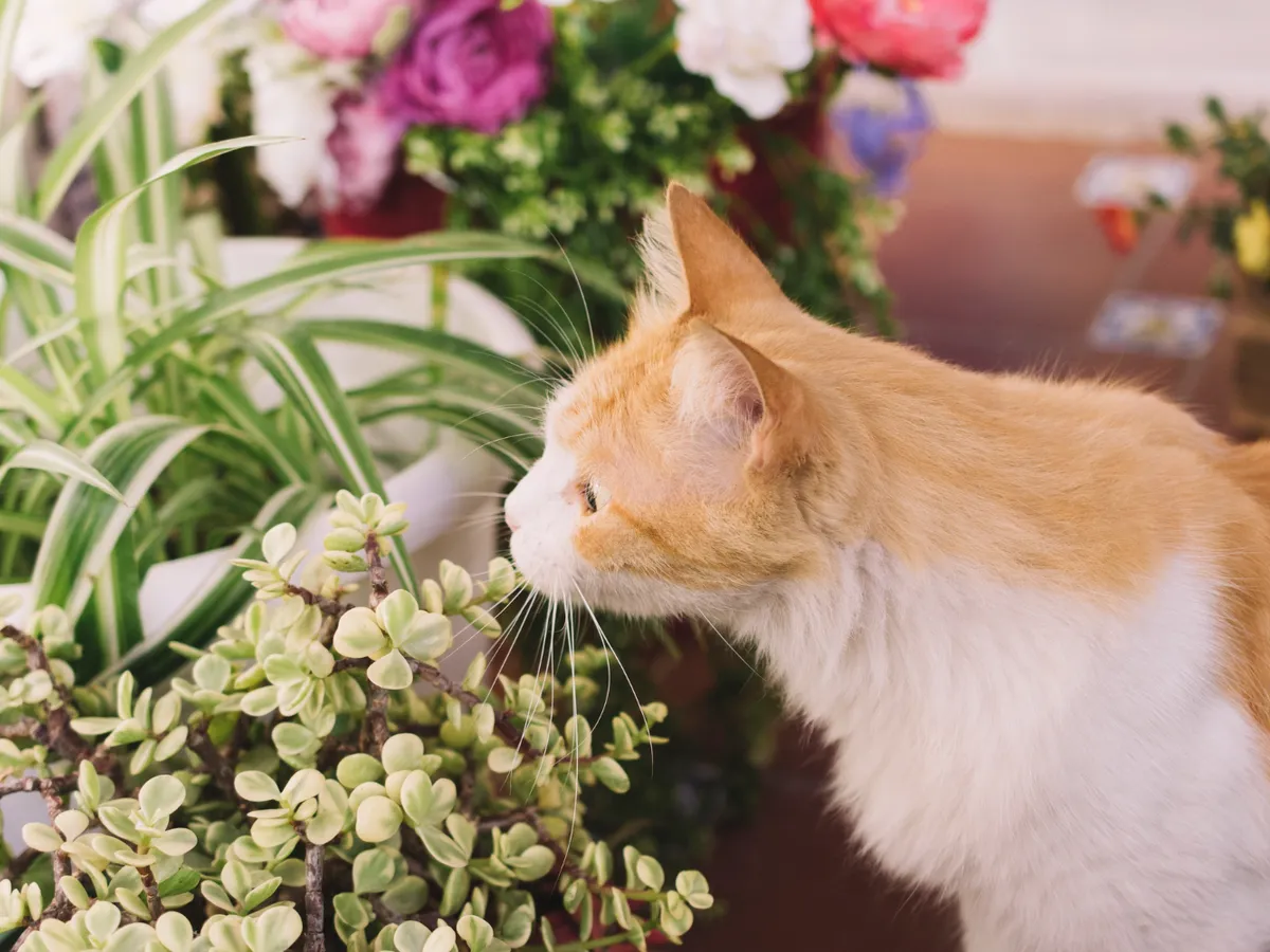 Lista “albă” a celor mai sigure plante de apartament pentru câini și pisici. Aloe Vera poate cauza probleme