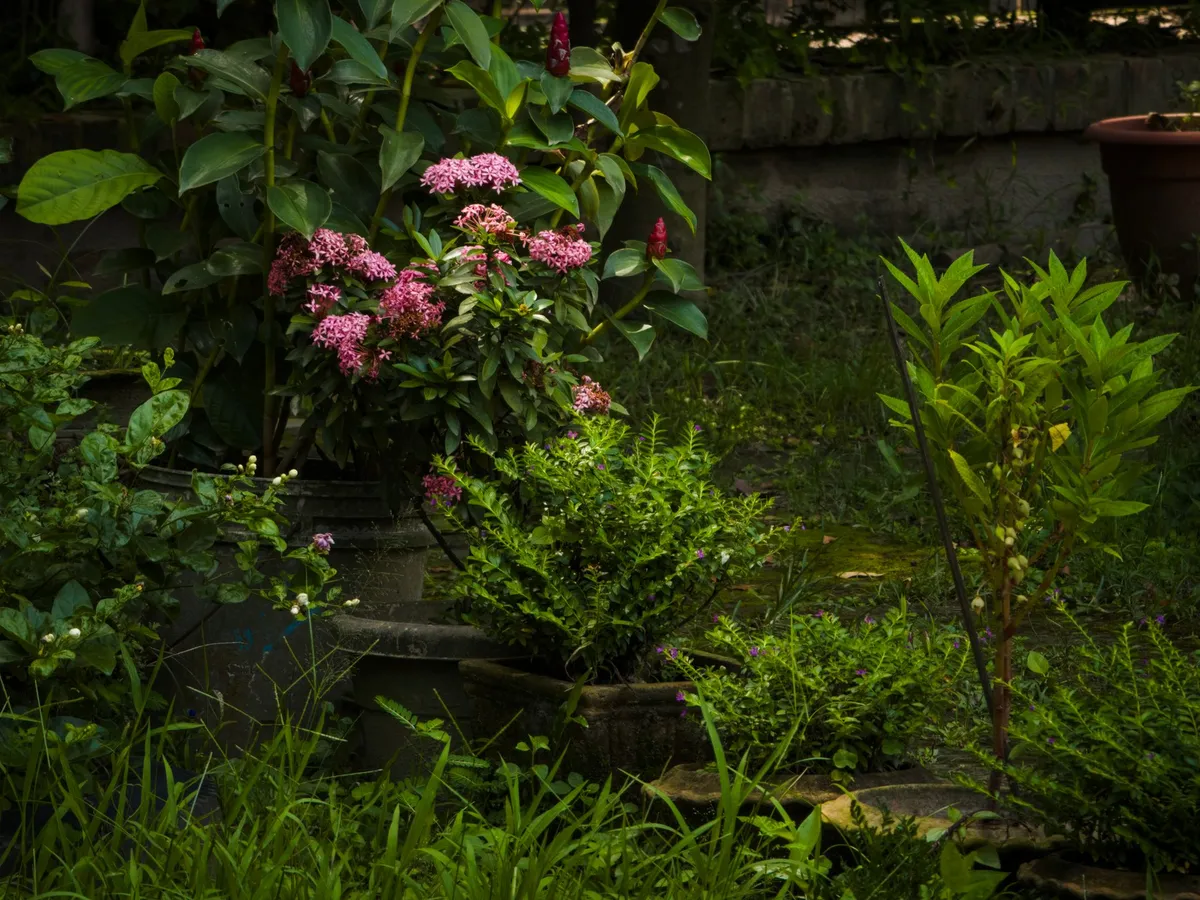Plante Foto: Pexels (imagine cu rol ilustrativ)