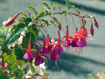 Fuchsia Foto: Profimedia (imagine cu rol ilustrativ)
