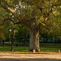 Ce grosime are unul dintre cei mai vechi copaci din România. Abia poate fi cuprins de cinci bărbați Foto:DOR (fotografie cu caracter ilustrativ)