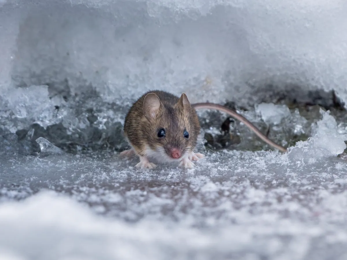 Cum să scapi de rozătoarele din grădină în luna decembrie. Ai nevoie de câțiva muguri și puțină răbdare