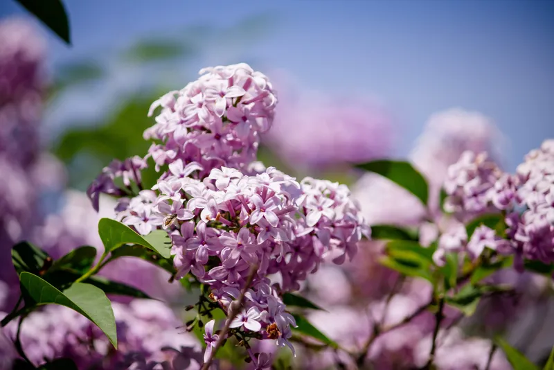 Liliac - Foto: freepik (rol ilustrativ)