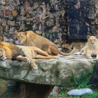 Canada își va vaccina anti-Covid animalele din grădinile zoologice/FOTO: Unsplash