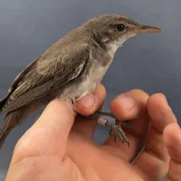 O nouă specie de pasăre, descoperită în România în rezervaţia „Dunele Marine de la Agigea” - Foto: UAIC Iași