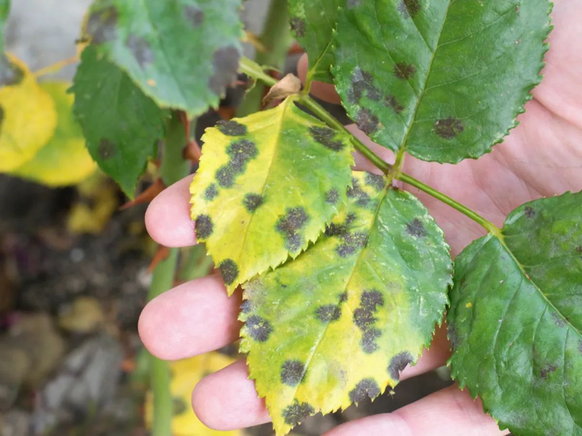 Pătare trandafir - Magazin Agrii