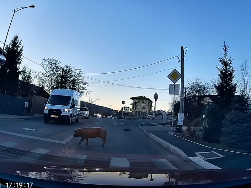 Imagini virale din Cluj, după ce doi porci au fost surprinși traversând strada cu simț de răspundere - Foto: Stiri de Cluj