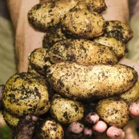Cartofii cei mai periculoși pentru sănătate. De ce să eviți să îi consumi, cu orice preț posibil.  - FOTO: Pixabay(imagine cu rol ilustrativ)