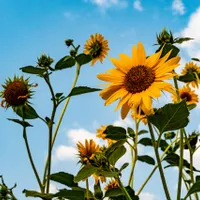 Se scumpește uleiul? Canicula a pârjolit floarea soarelui. Cea mai slabă recoltă din ultimii 15 ani! - Foto: pexels.com/Brett Sayles - Imagine cu rol ilustrativ