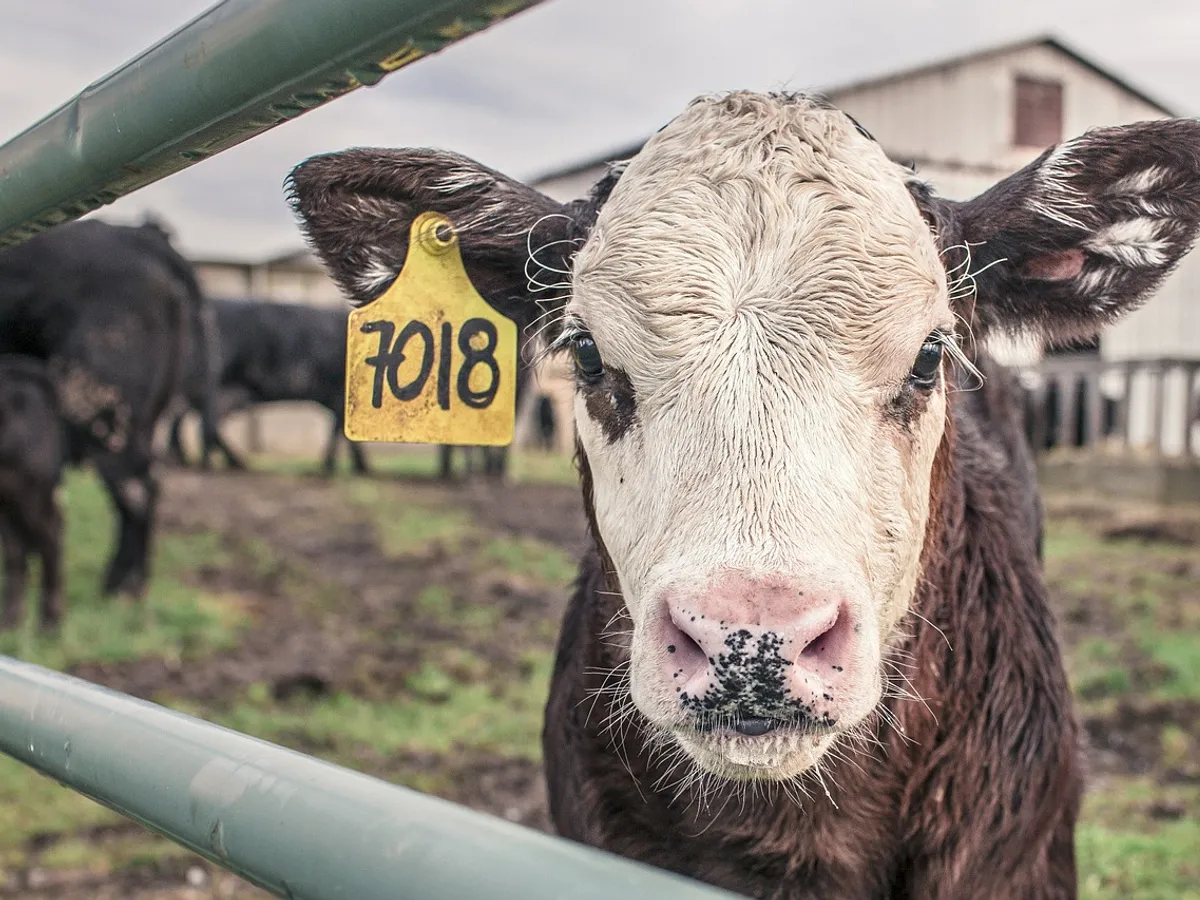 Crescătorii de animale vor primi bani de la stat pentru compensarea pierderilor din ultimii doi ani/FOTO: Pixabay