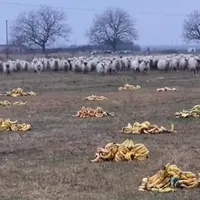 Un cioban din România le dă banane oilor pentru că nu mai are iarbă. A ales o soluție rapidă Foto: Agrointeligenta