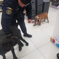 Câini în magazin- Foto: FACEBOOK