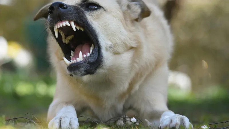 Ce să faci dacă te simți în pericol în preajma unui câine? Cum poți preveni un atac? - Foto: Pexels.com (Imagine cu caracter ilustrativ)