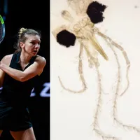 O insectă descoperită în Constanța, care suge sânge și transmite boli, denumită academic „Simona Halep" Foto: Facebook