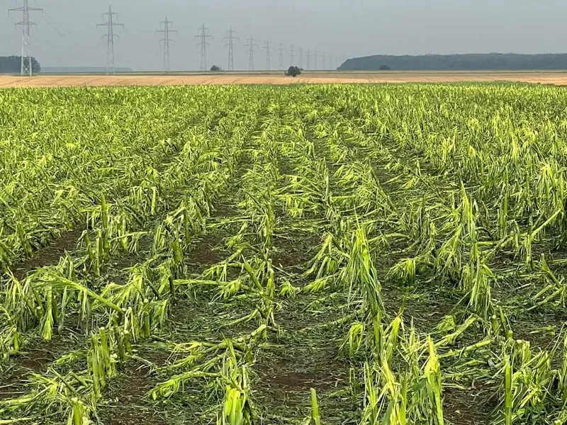 Seceta și grindina, dezastru în agricultură. Peste 40% din agricultorii asigurați au avizat daune - Foto: Agra Asigurari