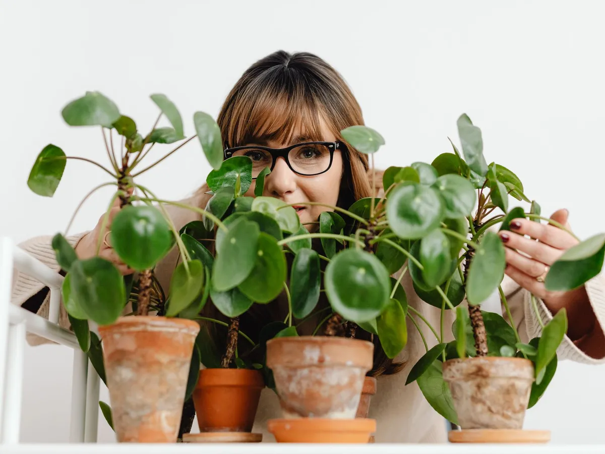 Plante Foto: Pexels (imagine cu rol ilustrativ)
