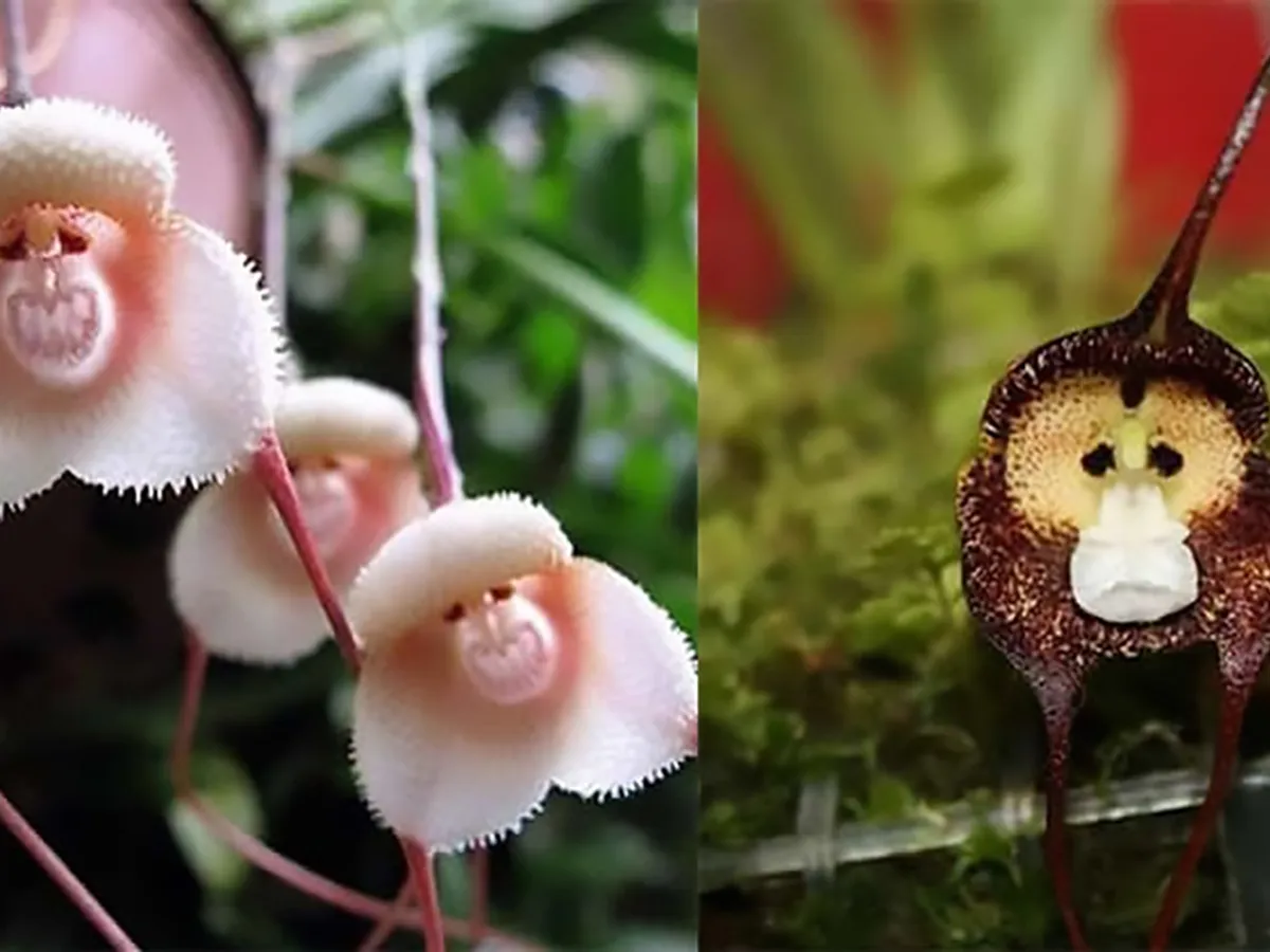 Minune naturală. Această floare sălbatică supraviețuiește celei mai brutale secete. Cât rezistă fără apă?