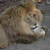 ALERTĂ Un leu se plimbă liber prin Târgoviște. A scăpat de la grădina zoologică