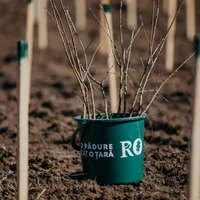 Romsilva și Ministerul Mediului au cifre diferite despre suprafața de pădure din România/FOTO: Ministerul Mediului