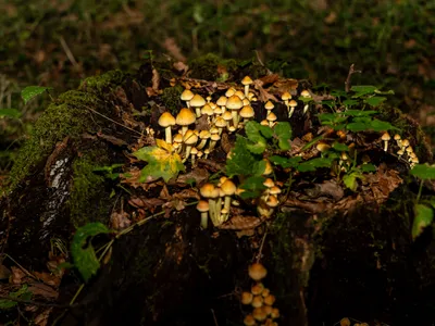 Ciuperci Foto: Pexels (imagine cu rol ilustrativ)