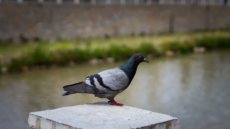 Porumbel Foto: Pexels (imagine cu rol ilustrativ)