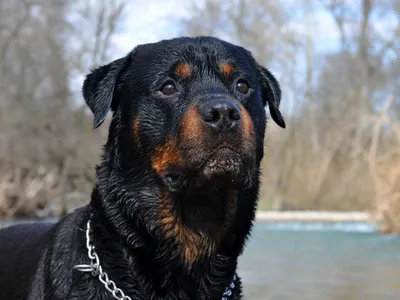 Câine - Foto: Freepik