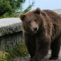 Turist, amendat de jandarmi cu 500 lei pentru hrănirea unui urs în zona drumului Cotei 1400 Sinaia. / Foto: evz.ro