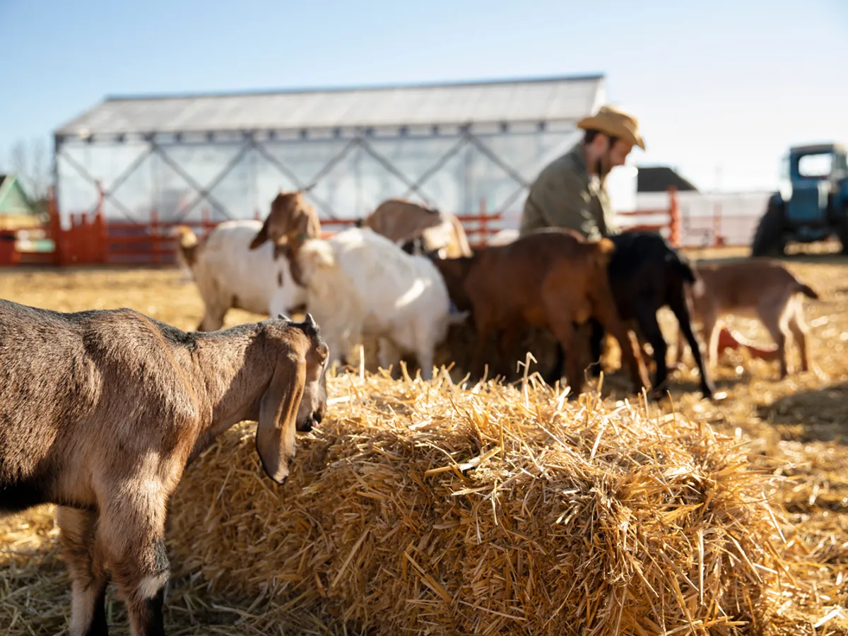 Atenție, fermieri! Cererile inițiale pentru ajutorul de stat pentru creșterea animalelor, până pe 15 decembrie