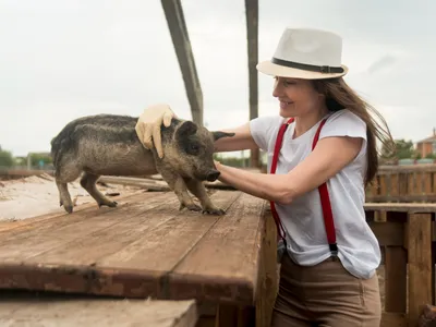 Catalonia închide un parc după confirmarea pestei porcine africane la mai mulți mistreți lângă Barcelona - Foto: Freepik (Imagine cu rol ilustrativ)