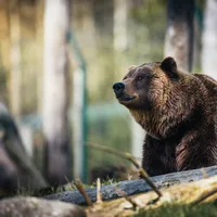 Un bărbat din Vrancea a fost atacat de urs într-o pădure din județ. A fost transportat la spital - Foto: Pexels/ Imagine cu caracter ilustrativ