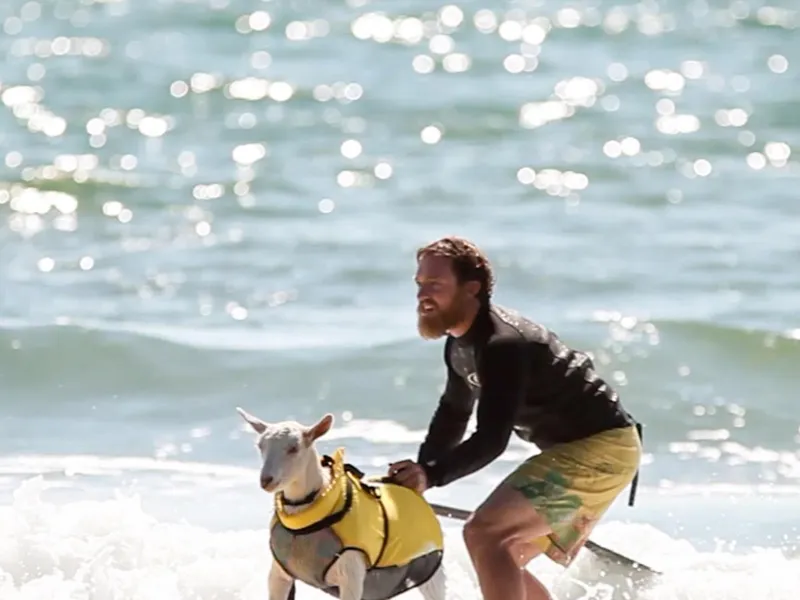 Foto: The Surfing Goats