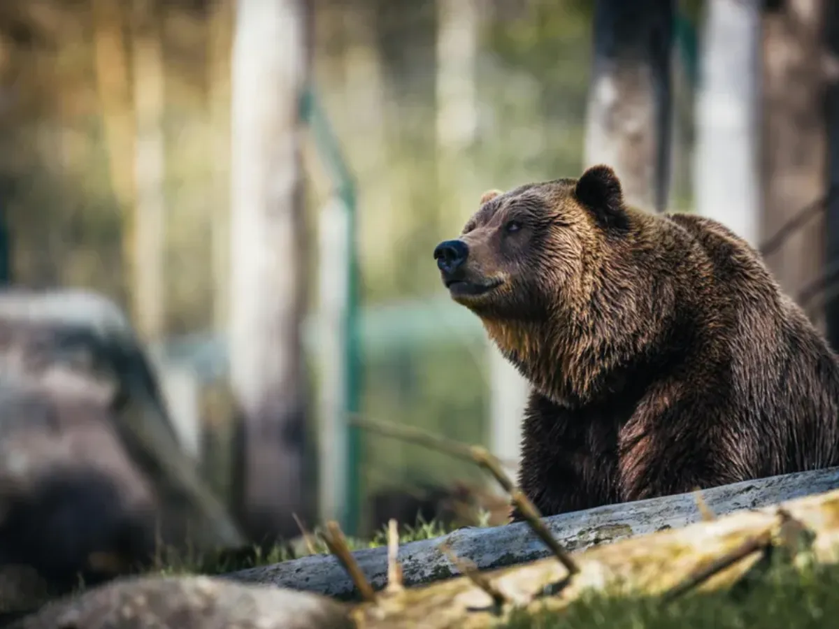 Urs accidentat mortal de două mașini, pe DN1. Circulația a fost afectată - Foto: Pexels (Imagine cu rol ilustrativ)