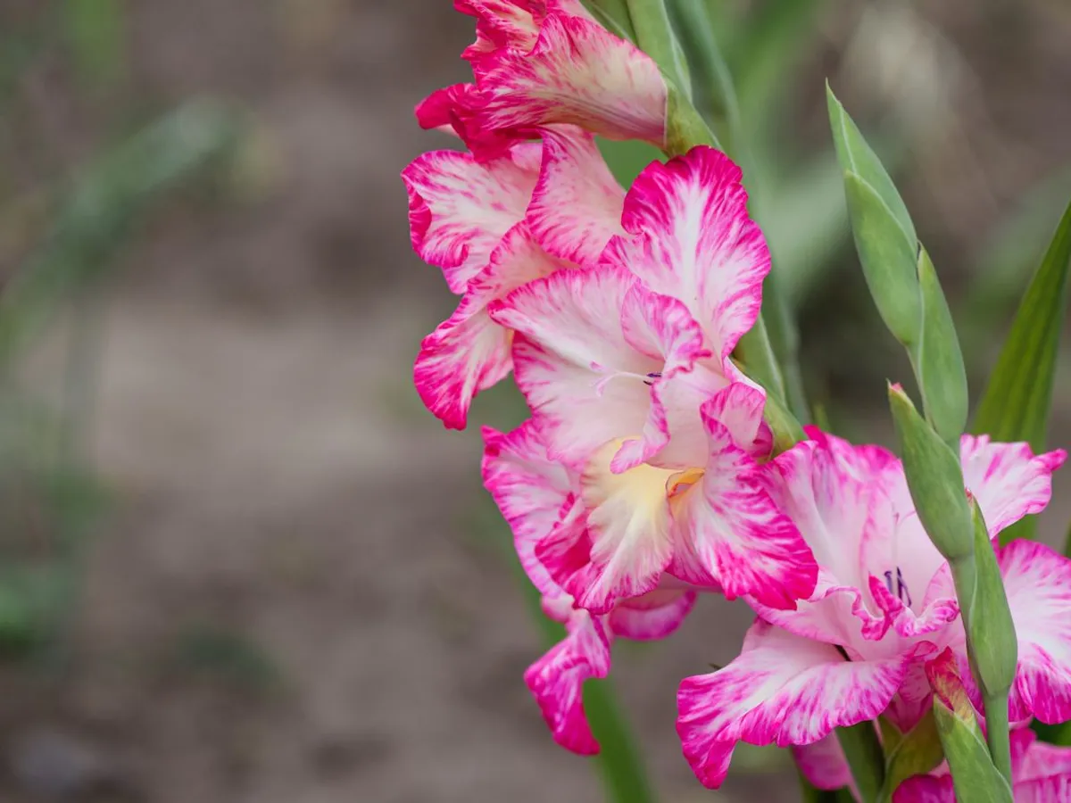Gladiole - Foto: Pexels (Imagine cu rol ilustrativ)
