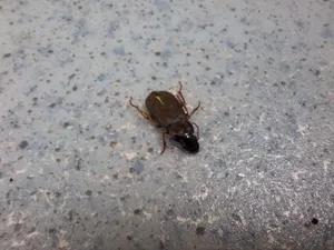 Cât sunt de periculoși gândacii care au invadat apartamentele în ultimele zile?  - Foto: ziaruldeiasi