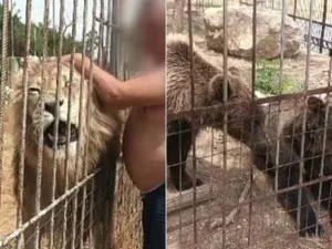 Grădină zoologică improvizată în Dâmbovița. Lei, maimuțe și urși erau ținute ilegal. Cerea intrare Foto: captură video PROTV