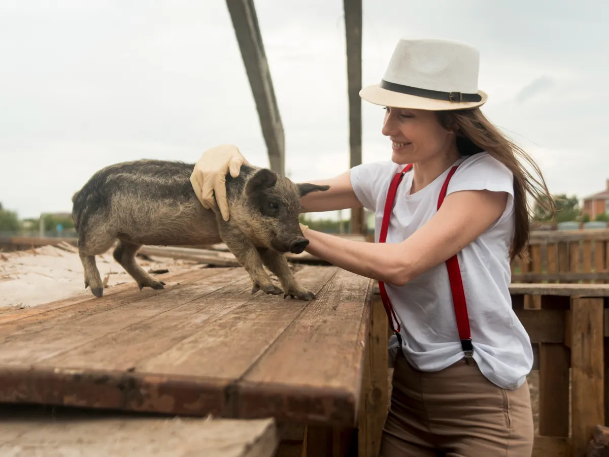 Catalonia închide un parc după confirmarea pestei porcine africane la mai mulți mistreți lângă Barcelona