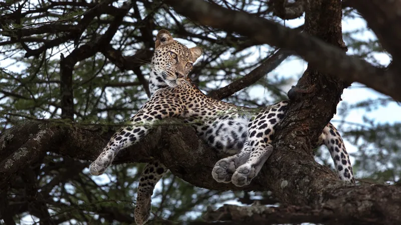 Leopard - Foto: Profimedia