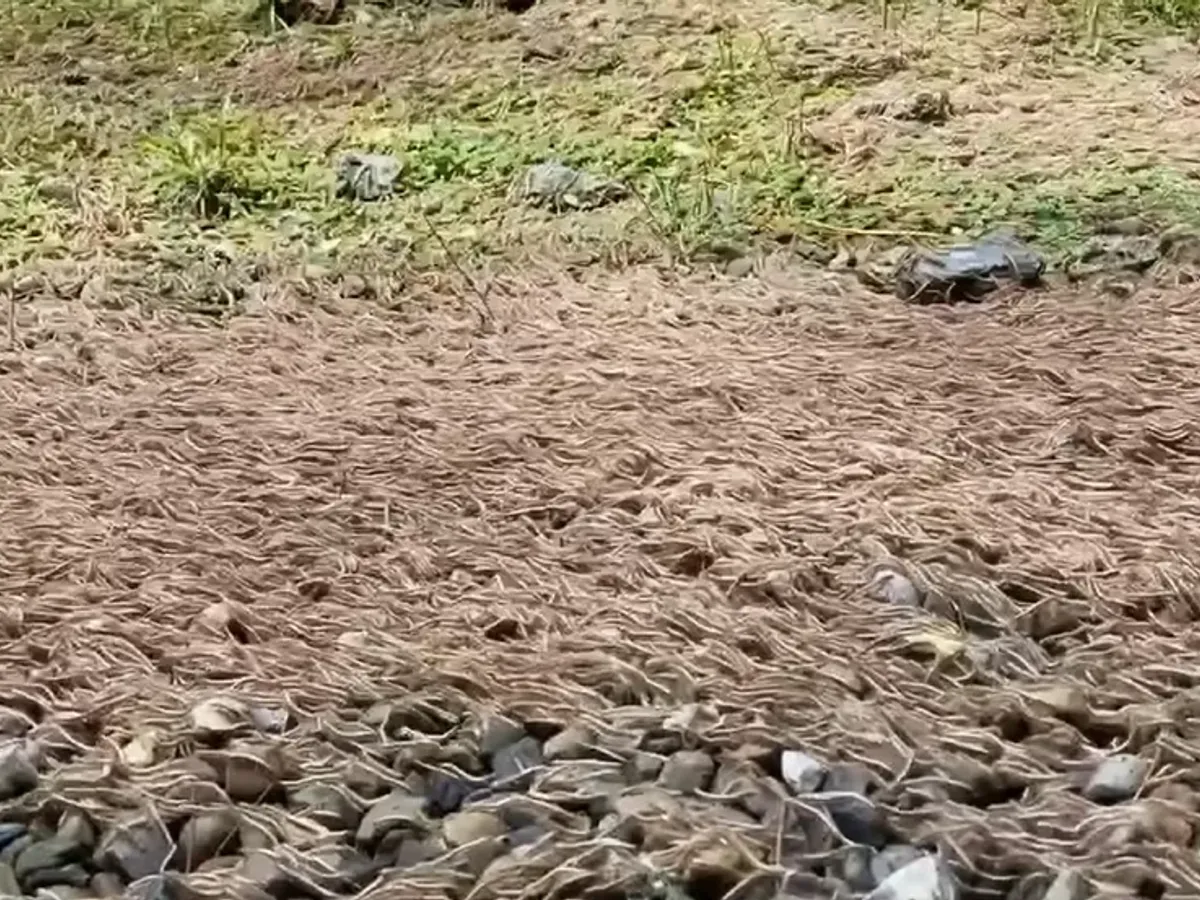 VIDEO Mergeau prin pădure, apoi au dat peste frunze care se mișcau. Când s-au apropiat, turiștii s-au îngrozit