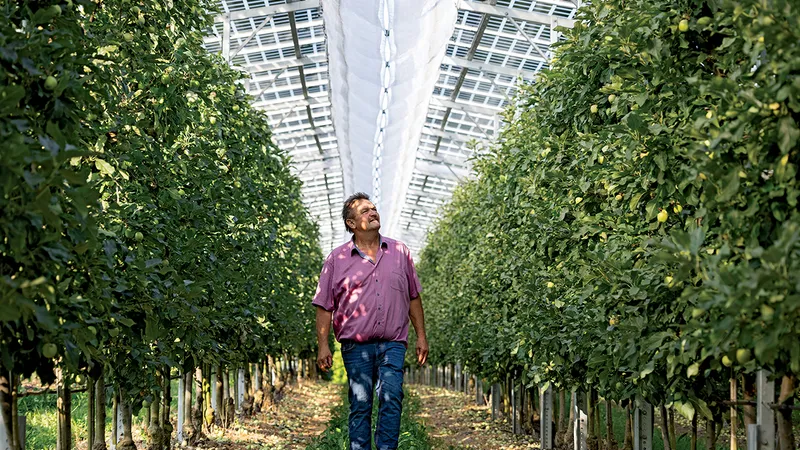 Un fermier german a pus panouri solare în livada sa de mere