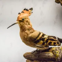 De unde vine expresia „colac peste pupăză” - Foto: Pixabay - cu rol ilustrativ
